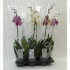 Фаленопсис Phal Mixed 1-Tak (Aphrodite) Фаленопсис Phal Mixed 1-Tak (Aphrodite)