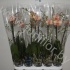 Фаленопсис Phal So Pearly 1-Tak Фаленопсис Phal So Pearly 1-Tak