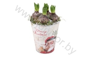 Гиацинт Zinken Pot Xmas+Hyacint