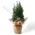 Кипарис Cham.Jute Kersttoef NO SNOW