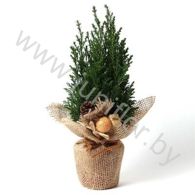 Кипарис Cham.Jute Kersttoef NO SNOW