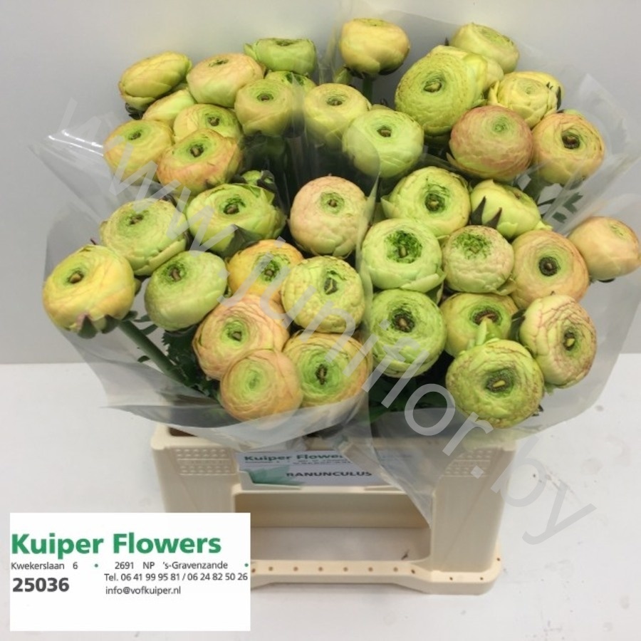 Ранункулус Ranunculus Champange Ранункулус Ranunculus Champange