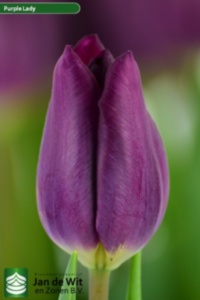 Purple Lady