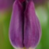 Purple Lady