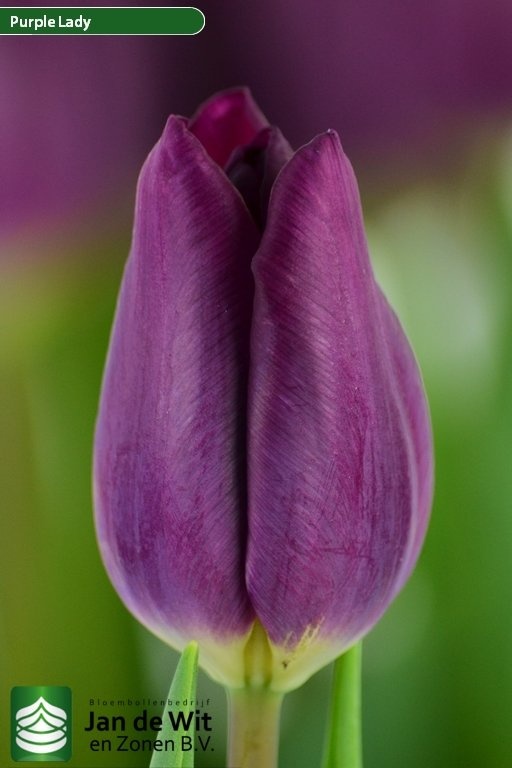Purple Lady