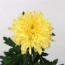 Хризантема Zembla yellow