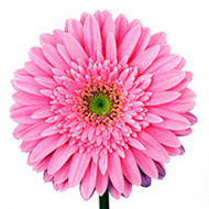 Гербера Flora