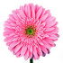 Flora.jpg Гербера Flora