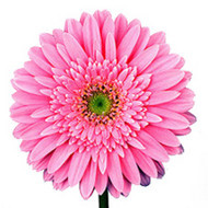 Гербера Flora