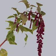 Амарантус Amaranthus Trial Red
