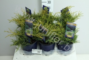 Можжевельник  Juniperus Old Gold