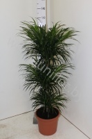 Драцена Dracaena Anita Vertakt