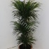 Драцена Dracaena Anita Vertakt Драцена Dracaena Anita Vertakt