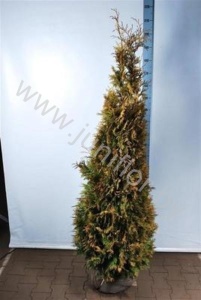 Туя Thuja Yellow Ribbon