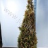 Туя Thuja Yellow Ribbon Туя Thuja Yellow Ribbon