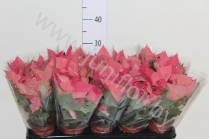 Пуансетия Euphorbia Roze&Glitters