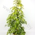Фикус Ficus Reginald