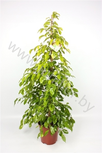 Фикус Ficus Reginald