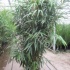 Бамбук Pseudosasa Japonica Бамбук Pseudosasa Japonica