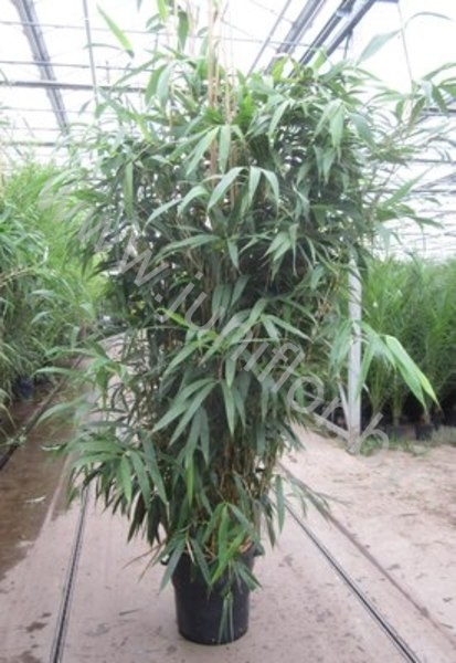 Бамбук Pseudosasa Japonica