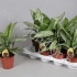 Аглаонема Aglaonema Silver Queen