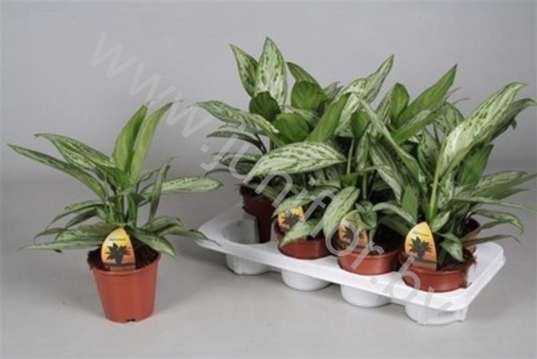 Аглаонема Aglaonema Silver Queen