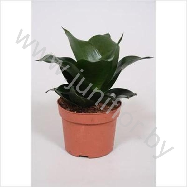 Сансевиерия Sansevieria Hahnii Black