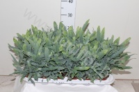 Флебодиум Phlebodium Blue Star