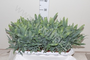 Флебодиум Phlebodium Blue Star