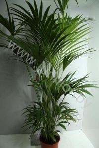 Ховея Форстера Howea Forsteriana