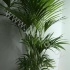 Ховея Форстера Howea Forsteriana Ховея Форстера Howea Forsteriana