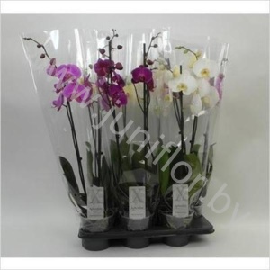 Фаленопсис Phal Mixed 2-Tak (Aphrodite)