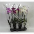 Фаленопсис Phal Mixed 2-Tak (Aphrodite) Фаленопсис Phal Mixed 2-Tak (Aphrodite)