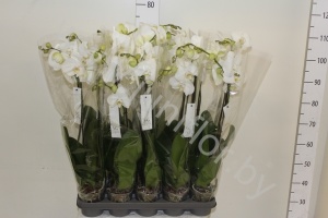 Фаленопсис Phal So Plenty 1-Tak