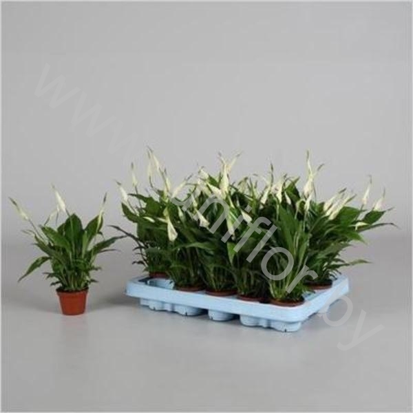 Спатифиллюм Spathiphyllum Chopin