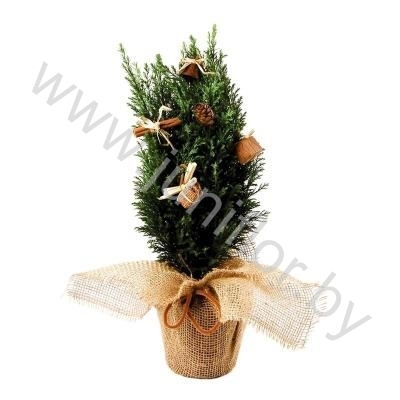 Кипарис Cham.Jute Decoraties NO SNOW