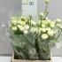 Ранункулус Ranunculus Cream