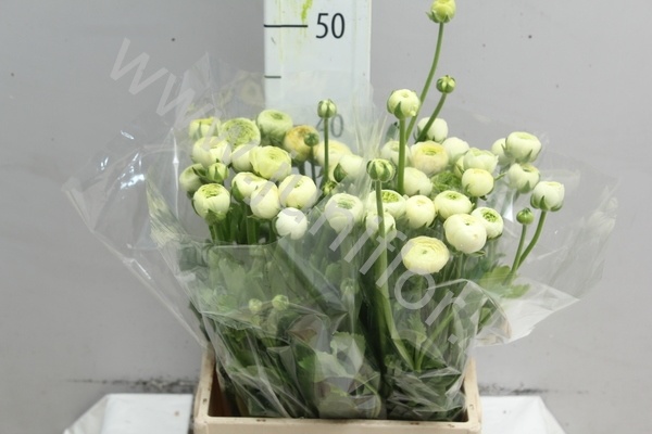 Ранункулус Ranunculus Cream