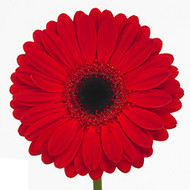 Гербера Forza