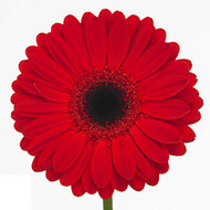 Гербера Forza