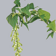 Амарантус Amaranthus Trial Green