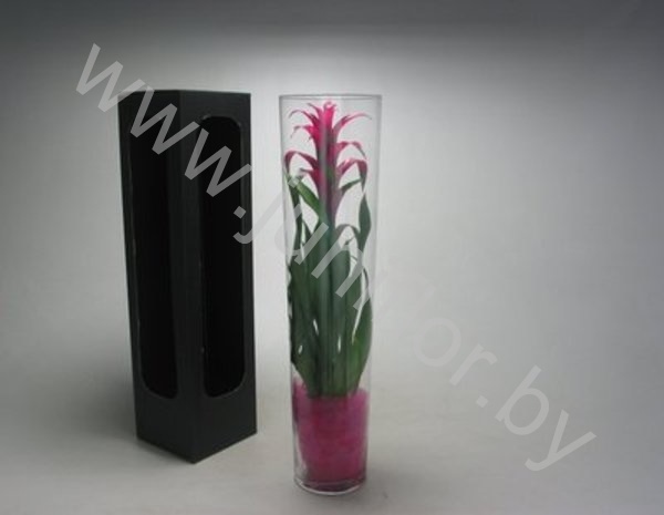 Гузмания Alerta Vaas Organza
