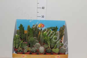 Кактус Showbox cites opuntia,cereus