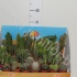 Кактус Showbox cites opuntia,cereus Кактус Showbox cites opuntia,cereus