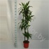 Драцена Dracaena Arturo 120-90-60-30 Драцена Dracaena Arturo 120-90-60-30