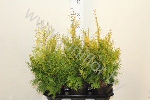 Туя Thuja Yellow Ribbon