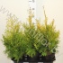Туя Thuja Yellow Ribbon Туя Thuja Yellow Ribbon