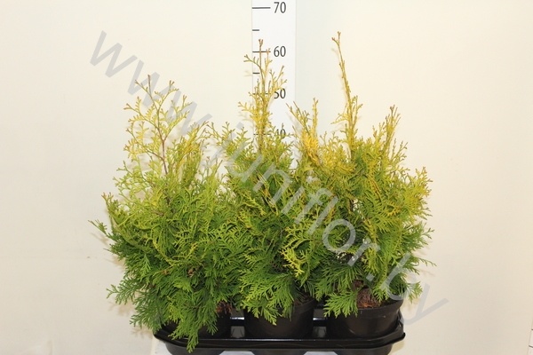 Туя Thuja Yellow Ribbon