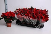 Пуансетия Euphorbia Sigma