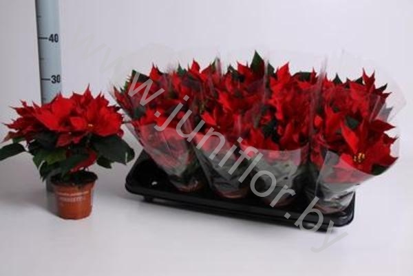 Пуансетия Euphorbia Sigma